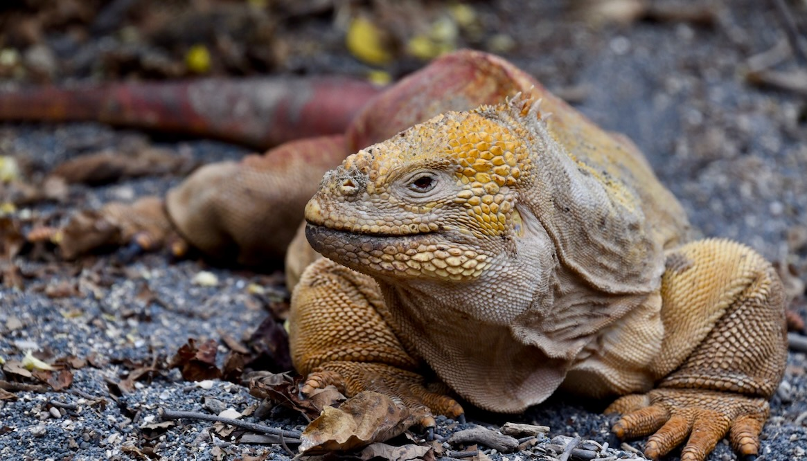 八月與加拉巴哥群島野生動物的奇妙邂逅